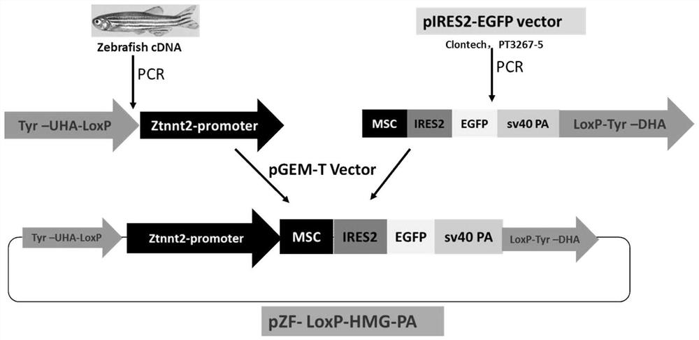 A method for constructing a zebrafish heart-specific expression model and related vectors