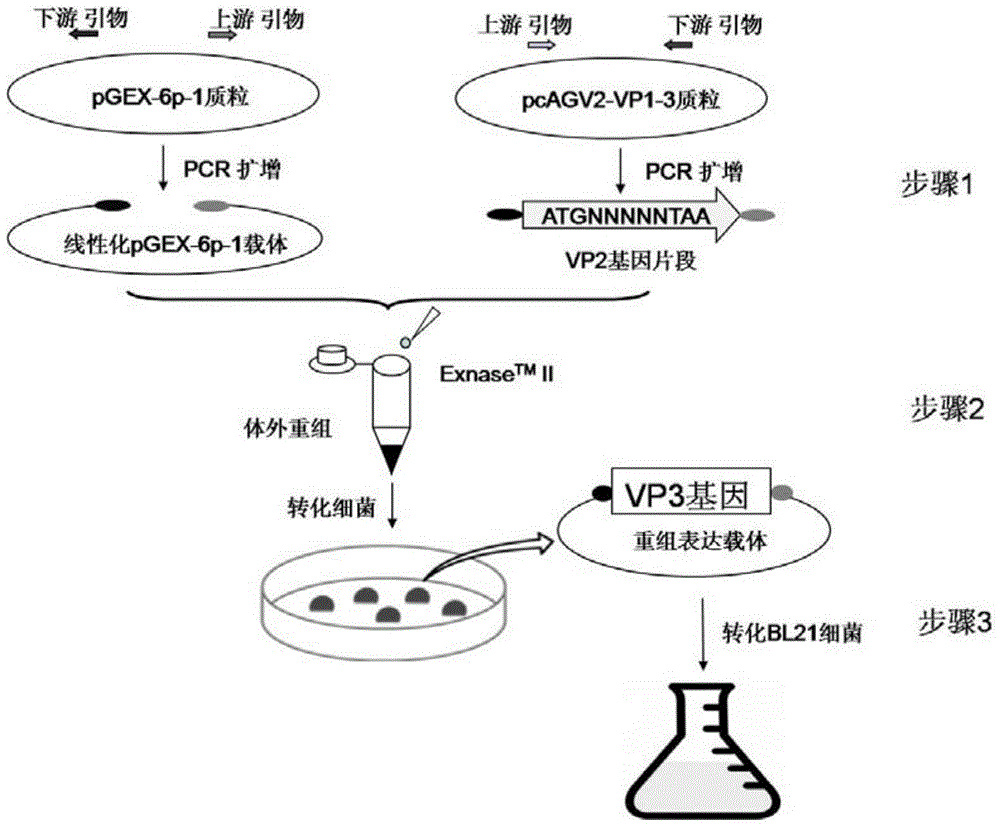 AGV2 (avian gyrovirus 2) type soluble VP3 (viral protein 3) and preparation method thereof