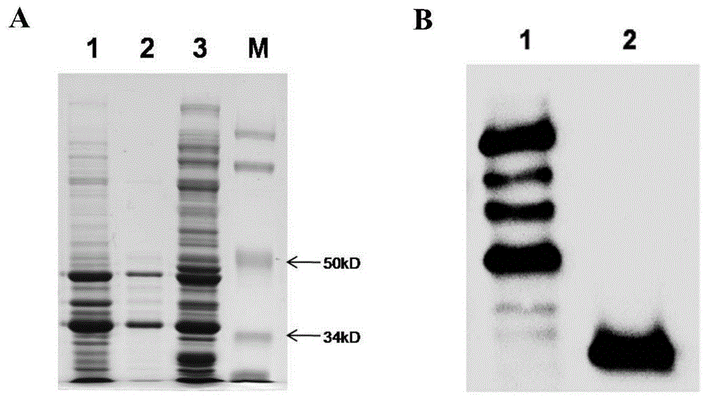 AGV2 (avian gyrovirus 2) type soluble VP3 (viral protein 3) and preparation method thereof