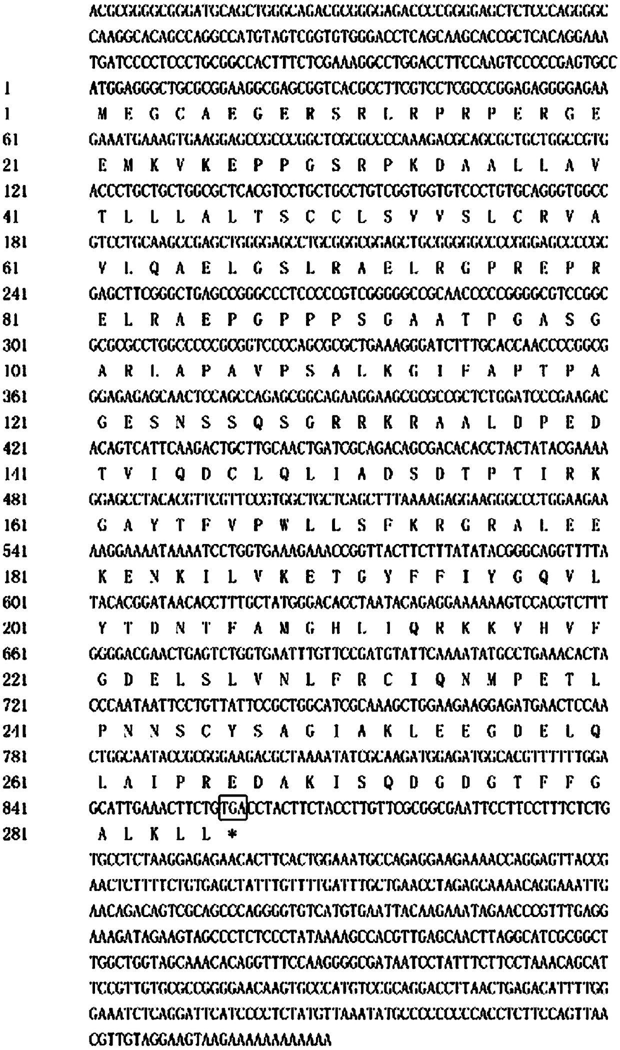 (cBAFF)cDNA as well as encoded protein, cloning method and applications thereof