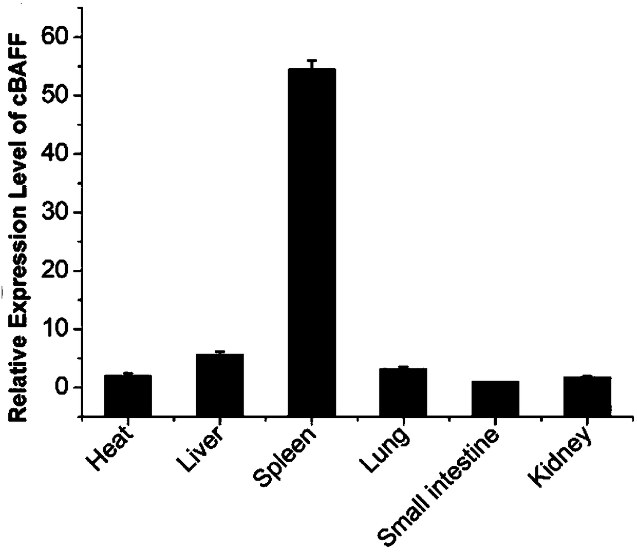 (cBAFF)cDNA as well as encoded protein, cloning method and applications thereof