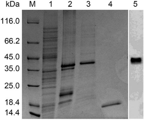 (cBAFF)cDNA as well as encoded protein, cloning method and applications thereof