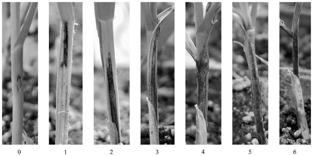 Wheat basal stem rot resistance identification method