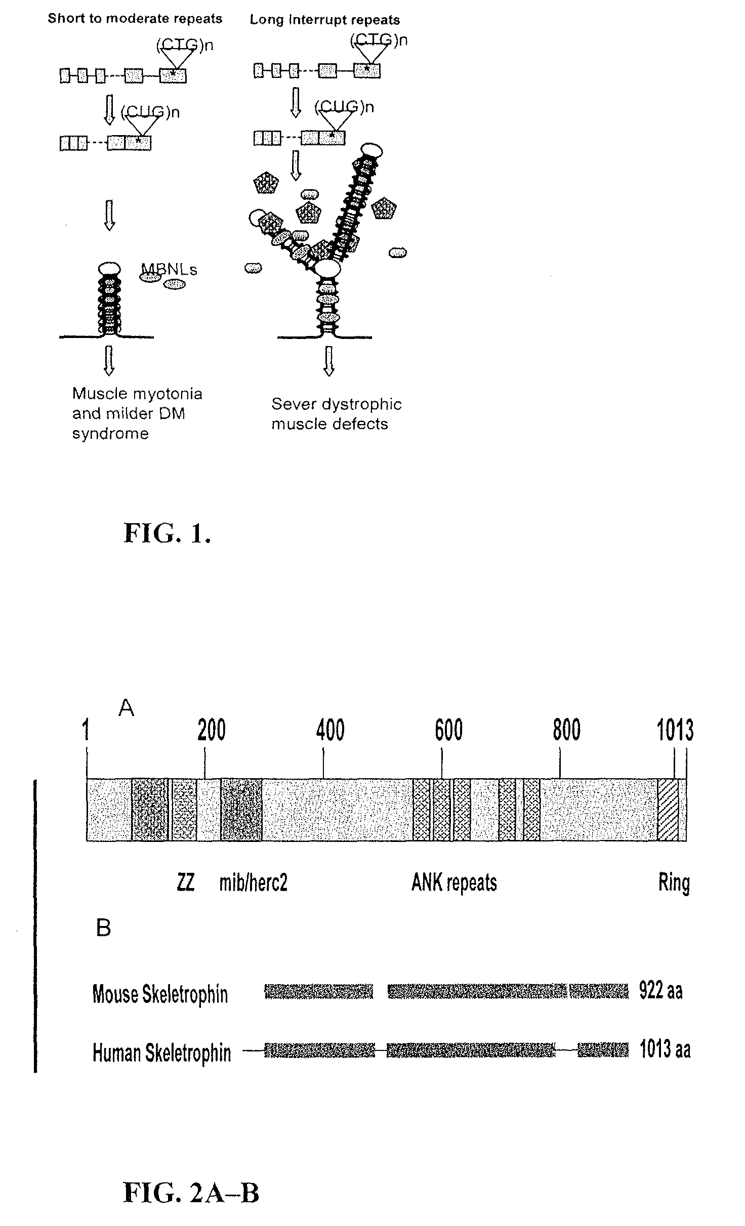 Methods and compositions involving nucleotide repeat disorders