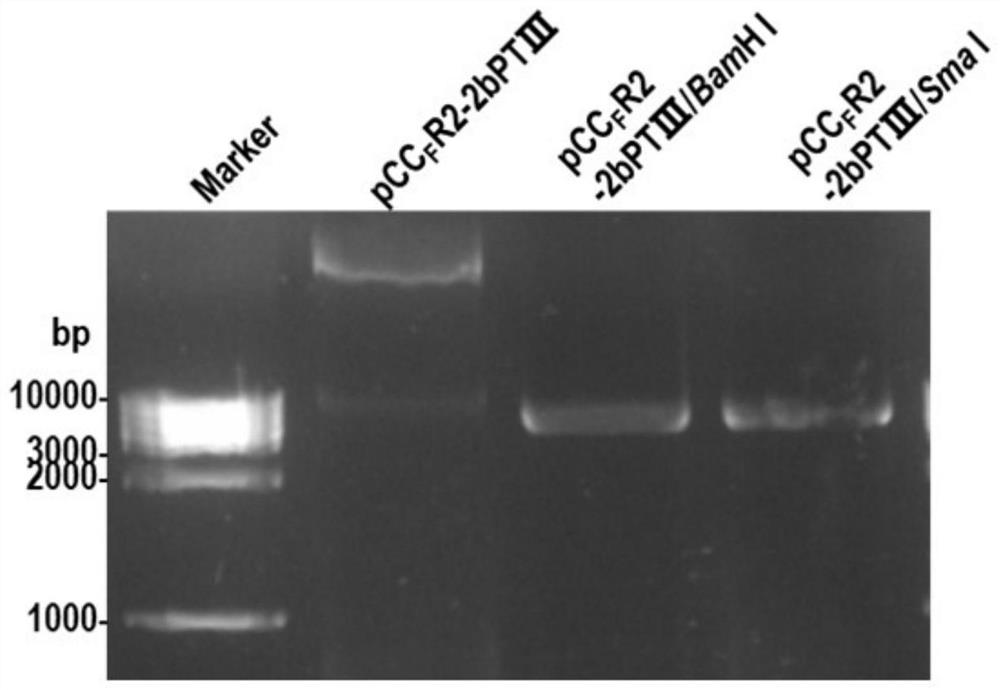 Mutant plasmid vector containing cucumber mosaic virus Fny isolate RNA2 and application thereof