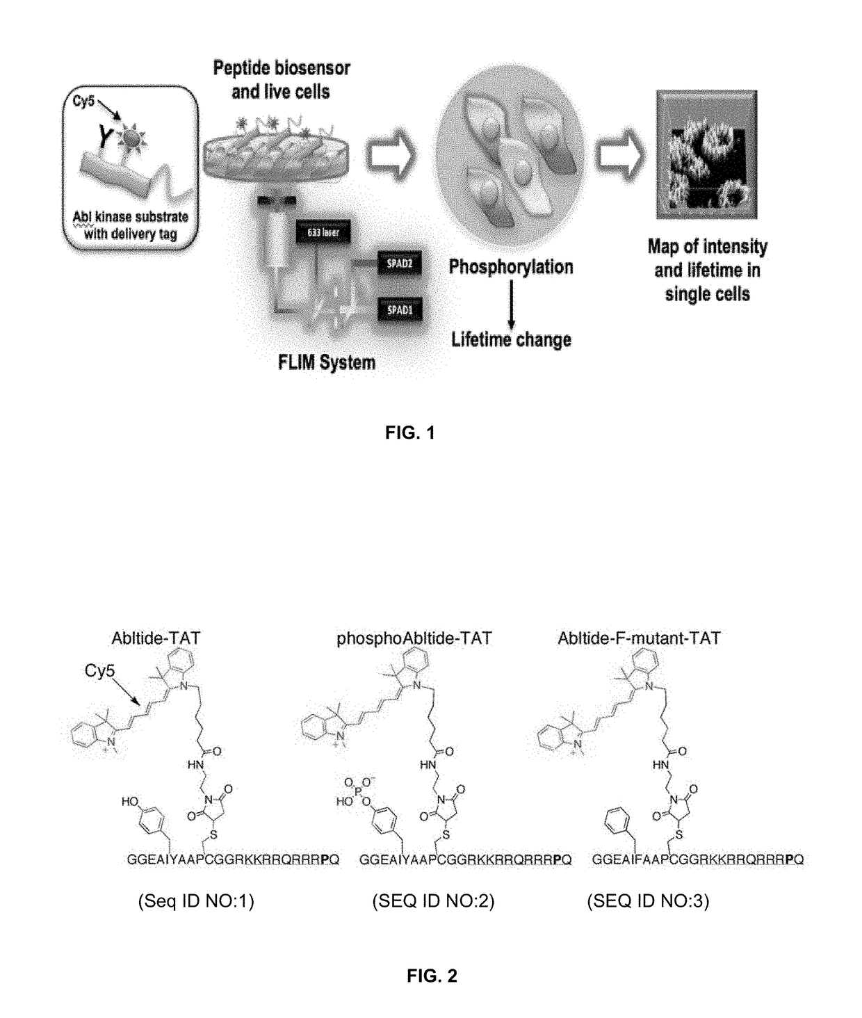 Methods for detecting enzyme activity using fluorescence lifetime imaging