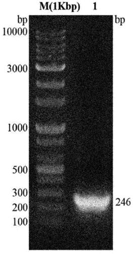 DNA aptamer binding specifically to tb7.7 and use thereof