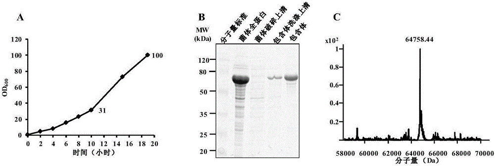 Prokaryotic recombinant expression and preparation method of lysyl endopeptidase