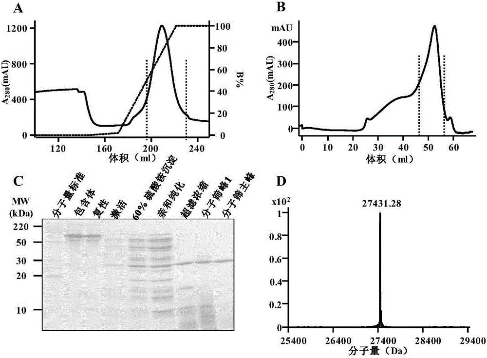 Prokaryotic recombinant expression and preparation method of lysyl endopeptidase