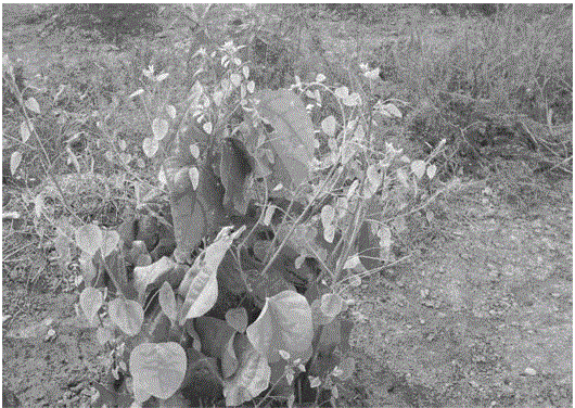 Extraction method of erythropalum scandens and application as medicine treating gout