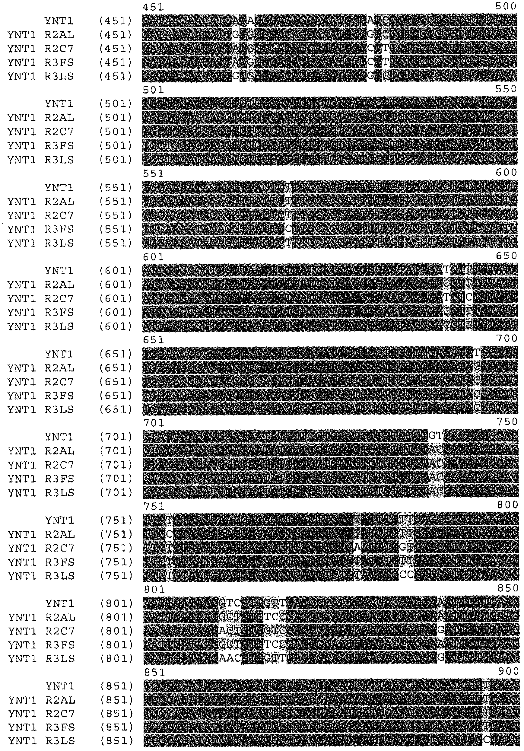 Functional expression of shuffled yeast nitrate transporter (YNT1) in maize to improve nitrate uptake under low nitrate environment