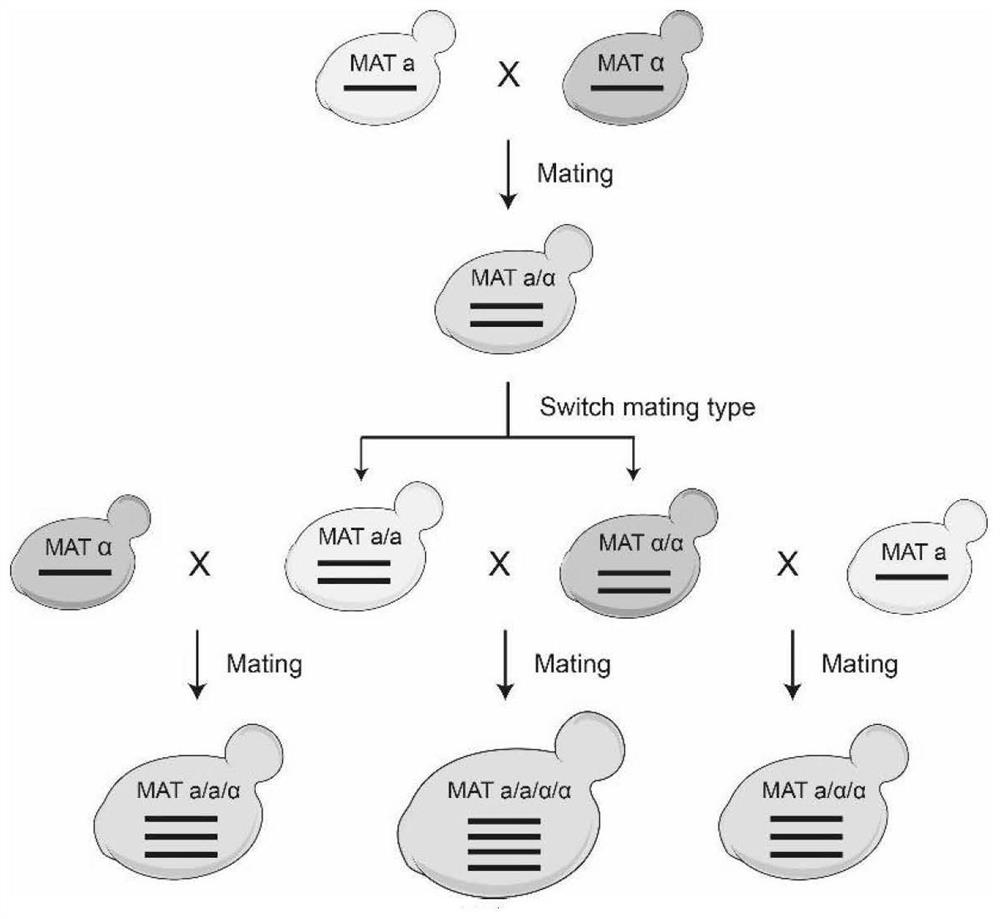 Marker combination and application thereof in mitosis recombination hotspot detection