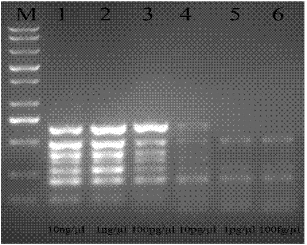 Method for detecting food-borne pathogenic bacteria in microecological active bacterial preparation through multiplex PCR