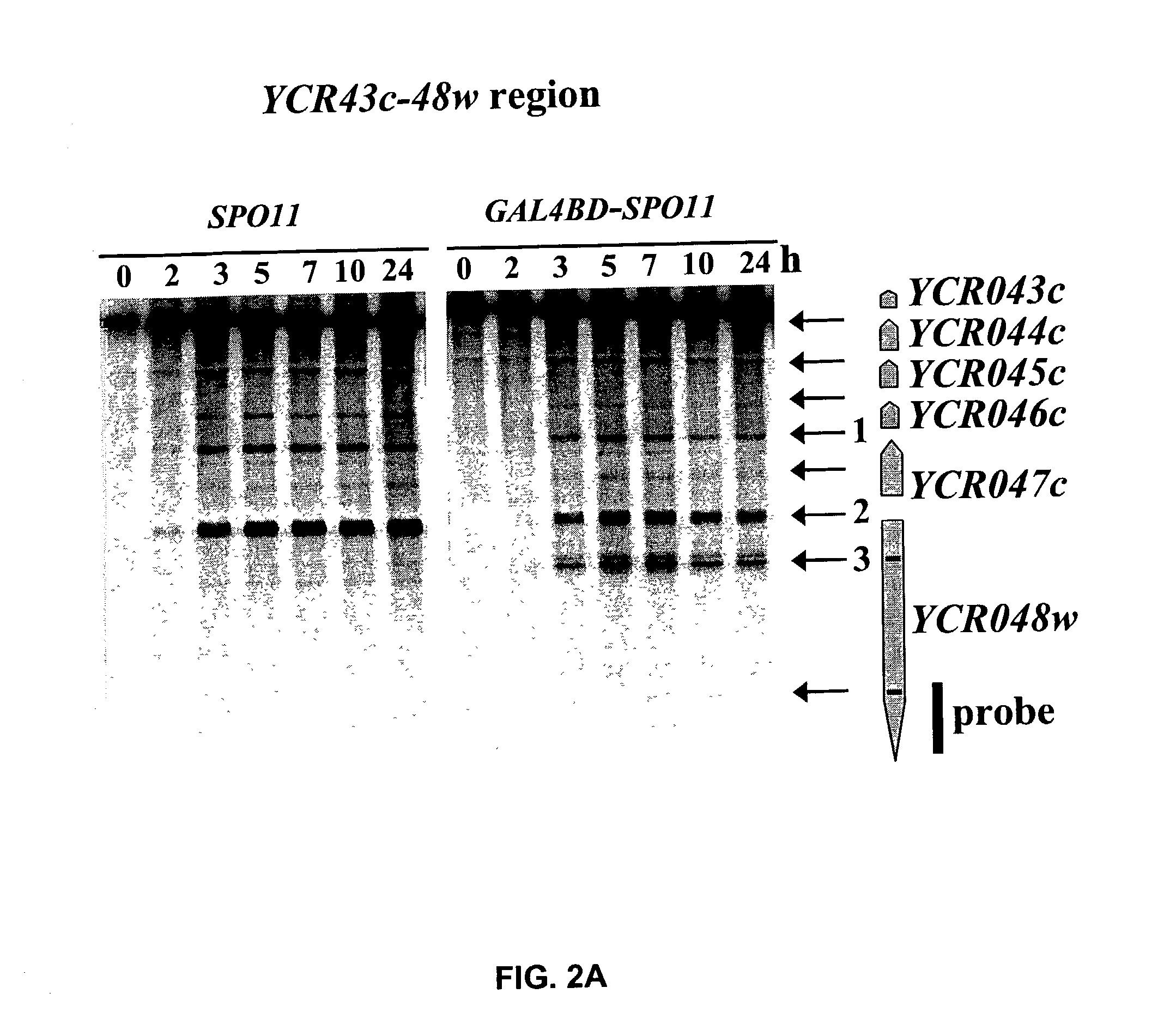 Methods for inducing targeted stimulation of meiotic recombination and kits for performing said methods