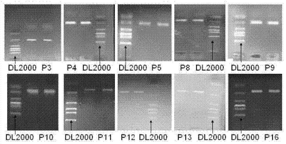 SNP (Single Nucleotide Polymorphism) related to chick carcass trait and application thereof