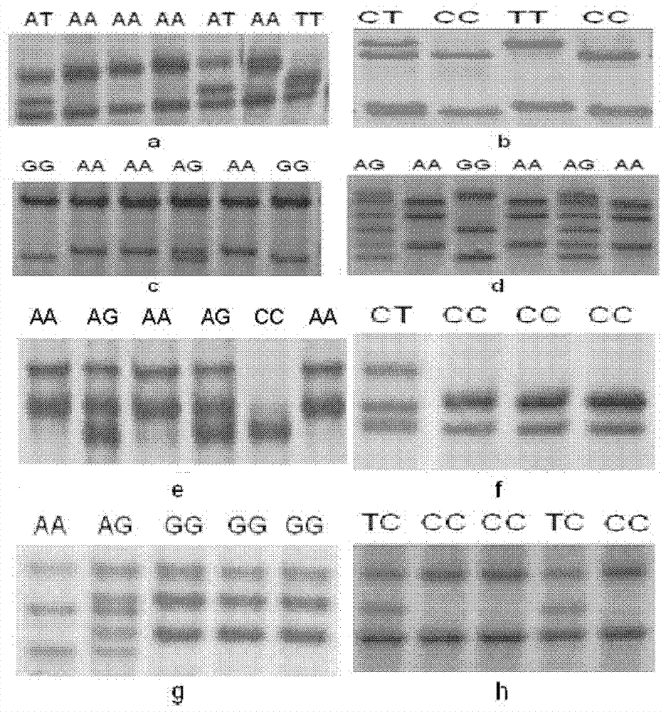 SNP (Single Nucleotide Polymorphism) related to chick carcass trait and application thereof