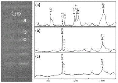 Method for rapidly detecting multiple biogenic amines in dairy product by virtue of combination of high performance thin layer chromatography and adjustable surface enhanced raman spectroscopy