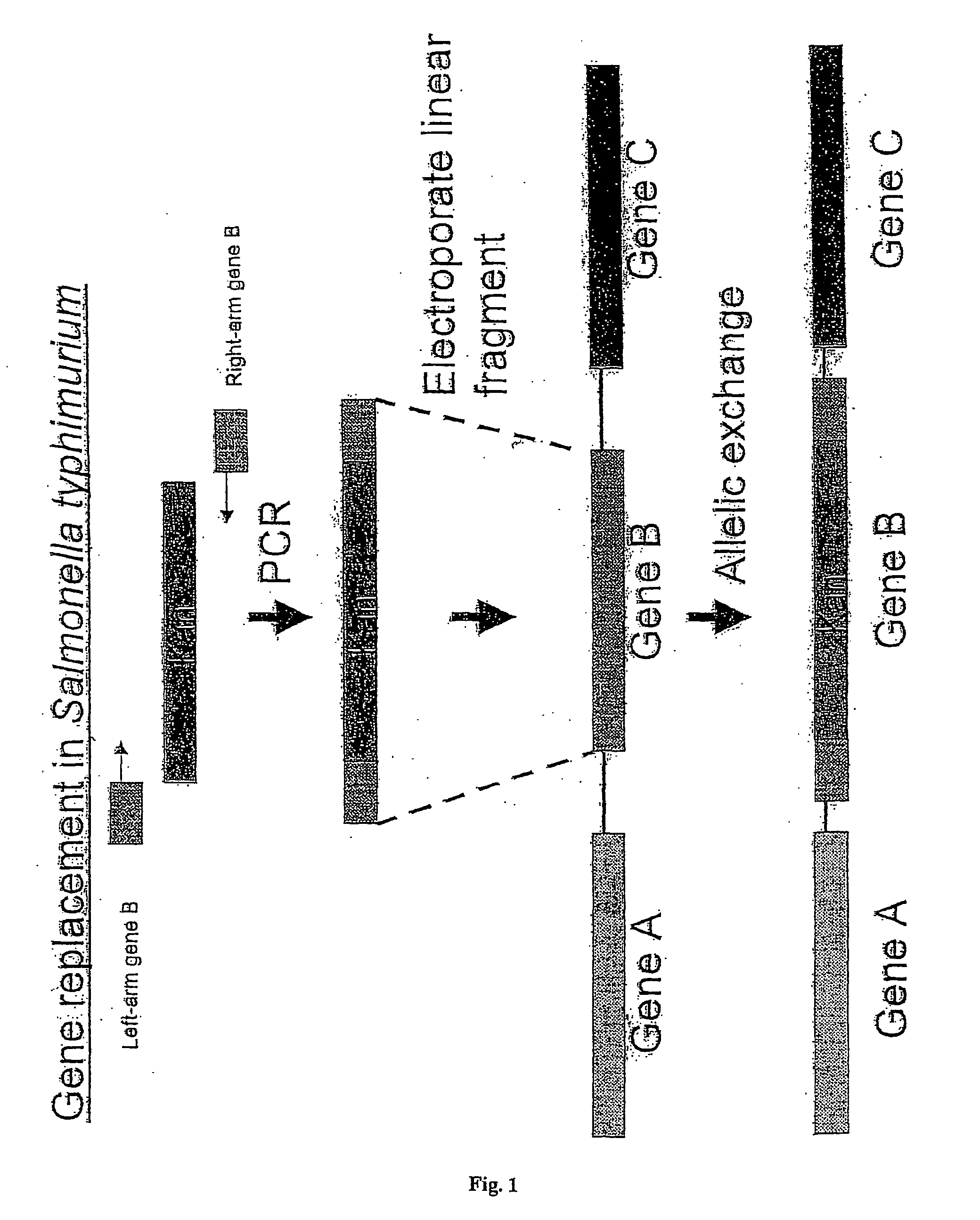 Mutagenesis technique