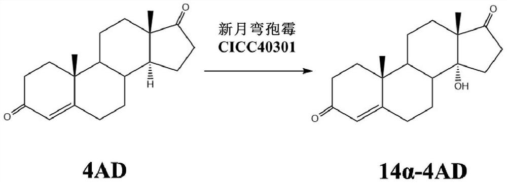 Application of a Curvularia lunata in C14α-Hydroxylation
