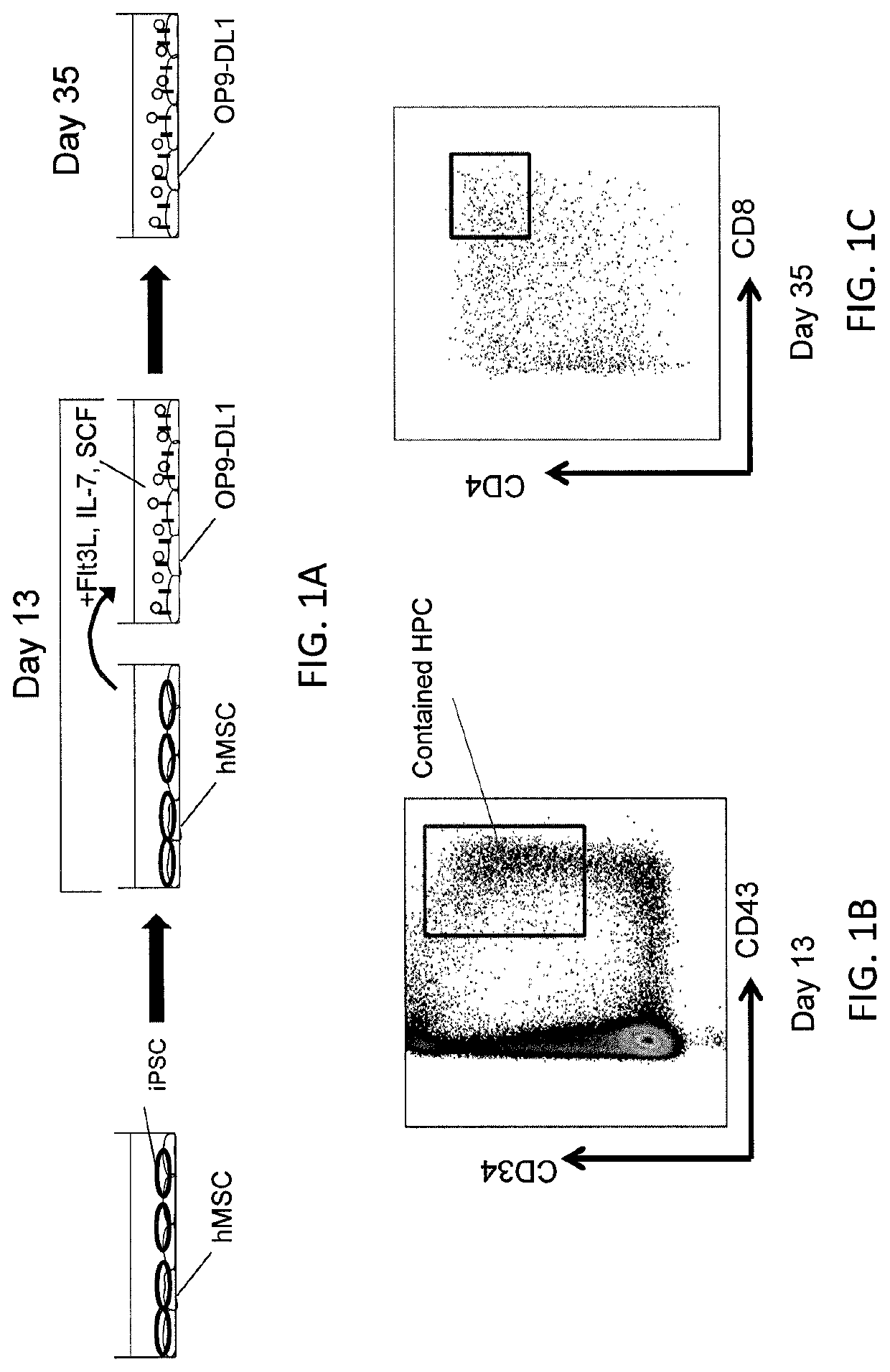 Methods of preparing hematopoietic progenitor cells in vitro