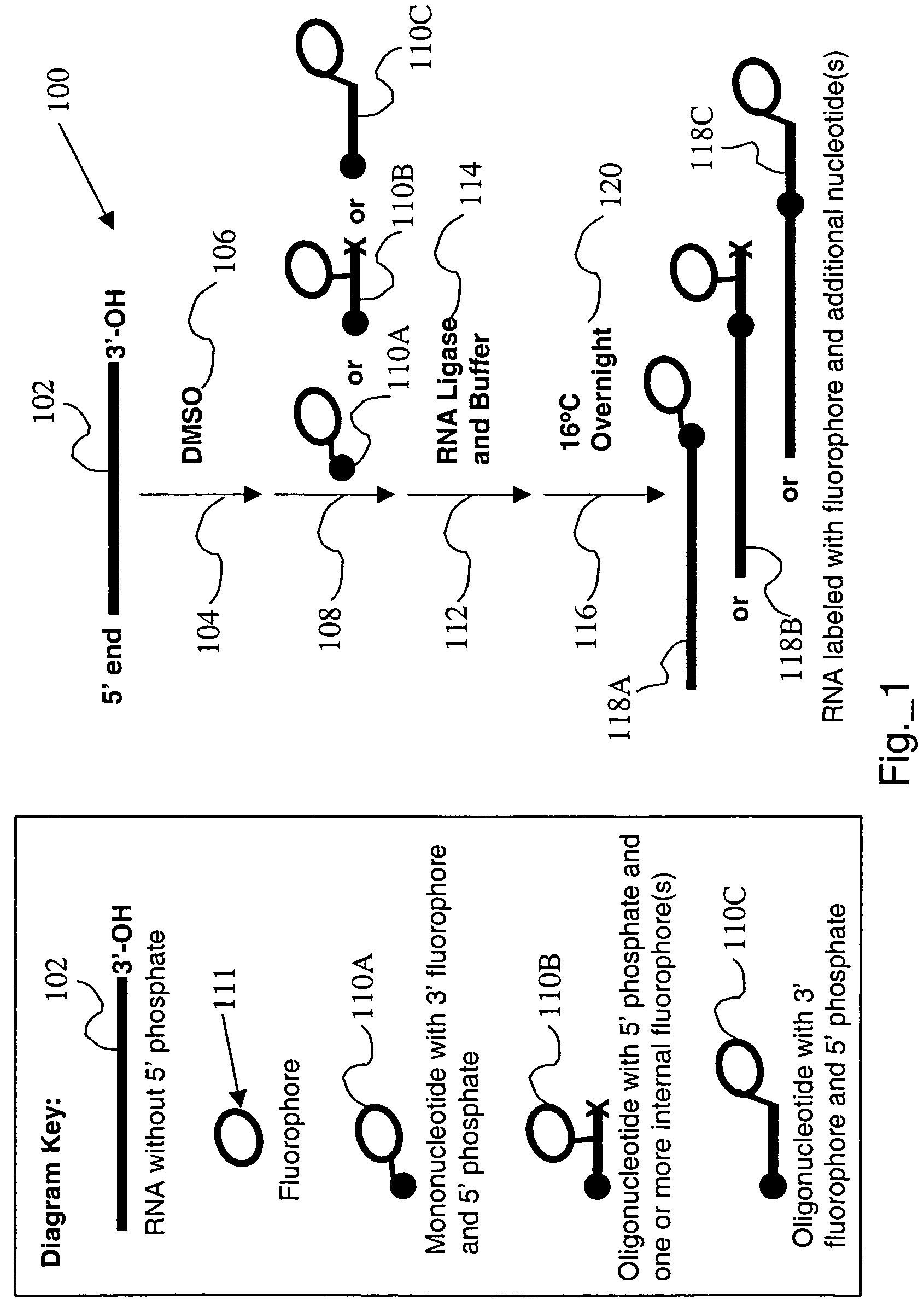 RNA labeling method