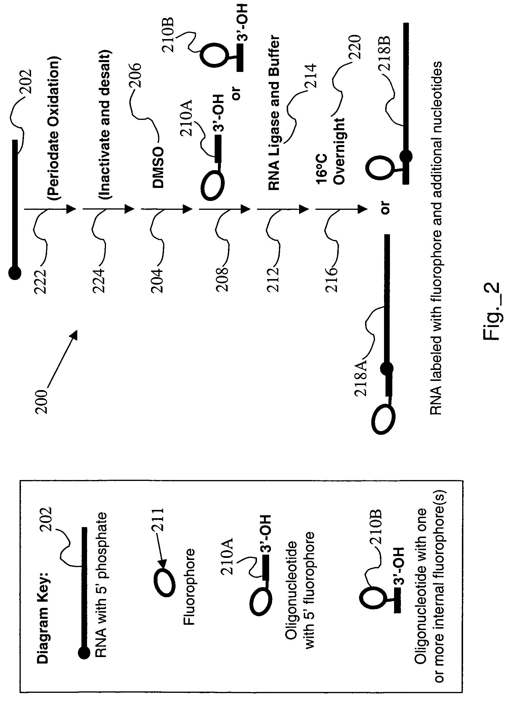 RNA labeling method