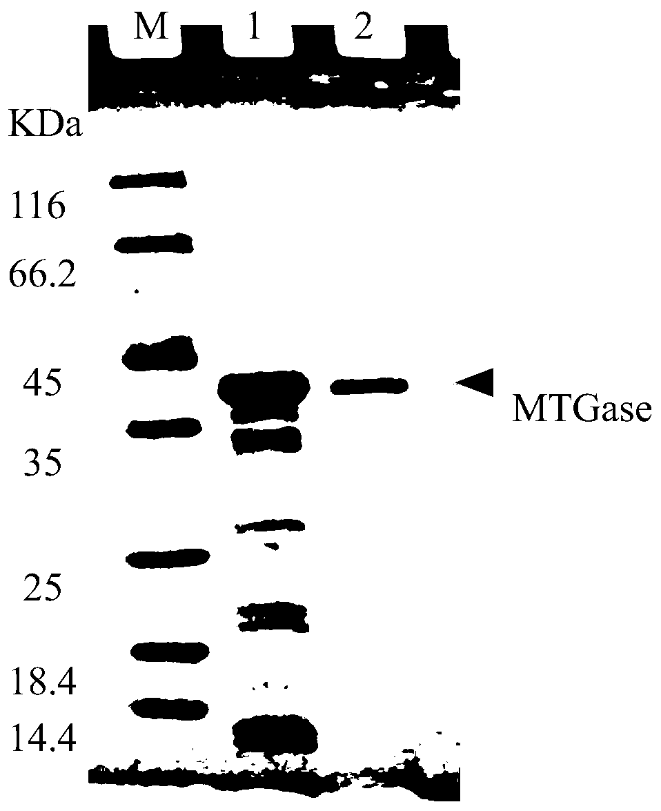 A kind of purification method of mtgase crude enzyme