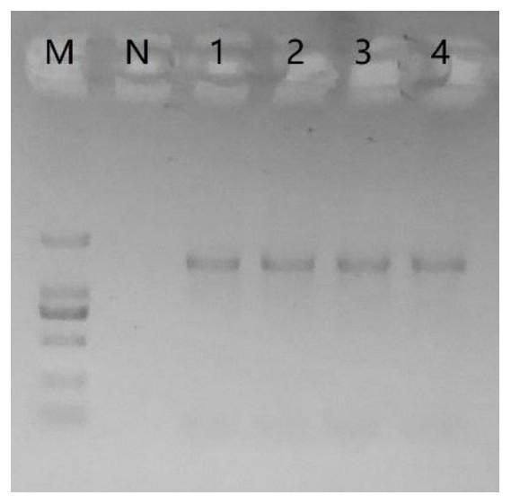 Intestinal content sample preservation solution and preparation method