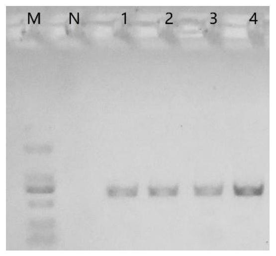 Intestinal content sample preservation solution and preparation method