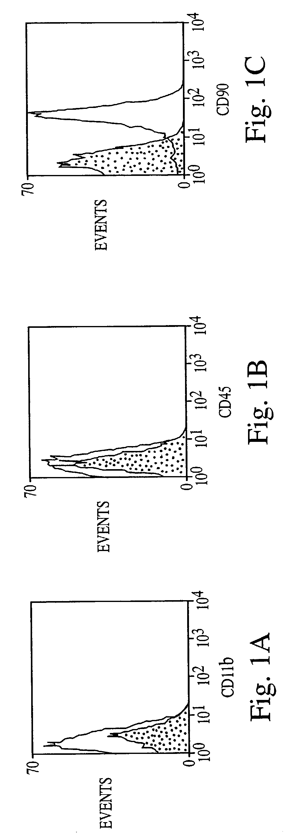 Differentiation of bone marrow cells into neuronal cells and uses therefor