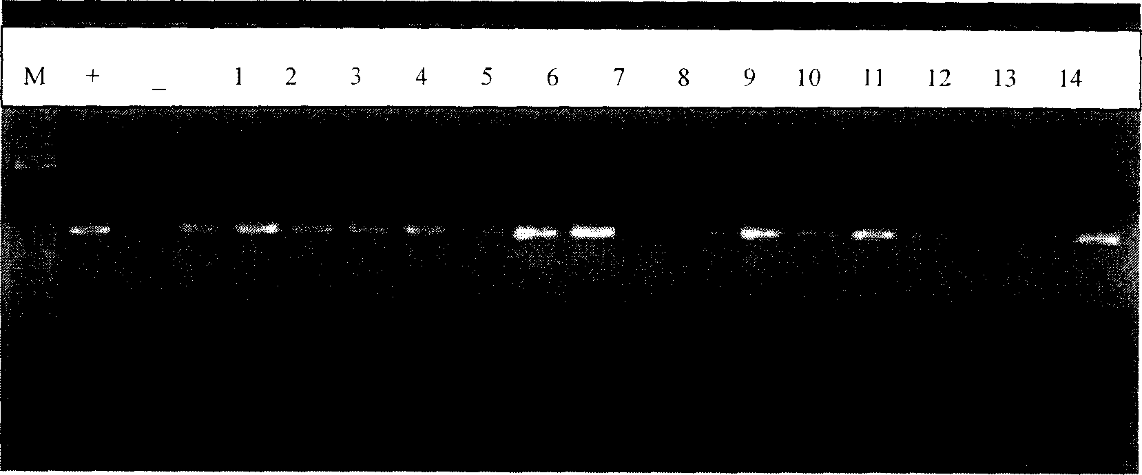 Method for regenerating functional mammary gland through replanting mammary gland primodium of chmice