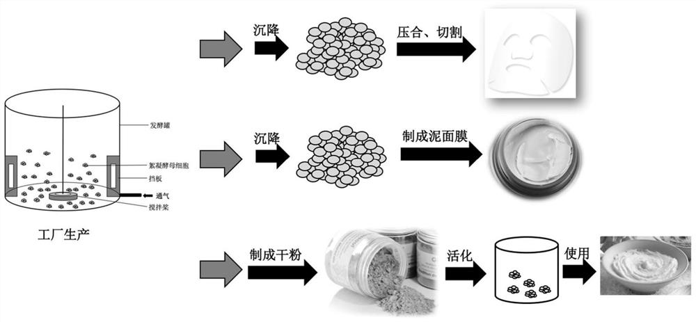 A kind of yeast living cell facial mask and its preparation method and application method