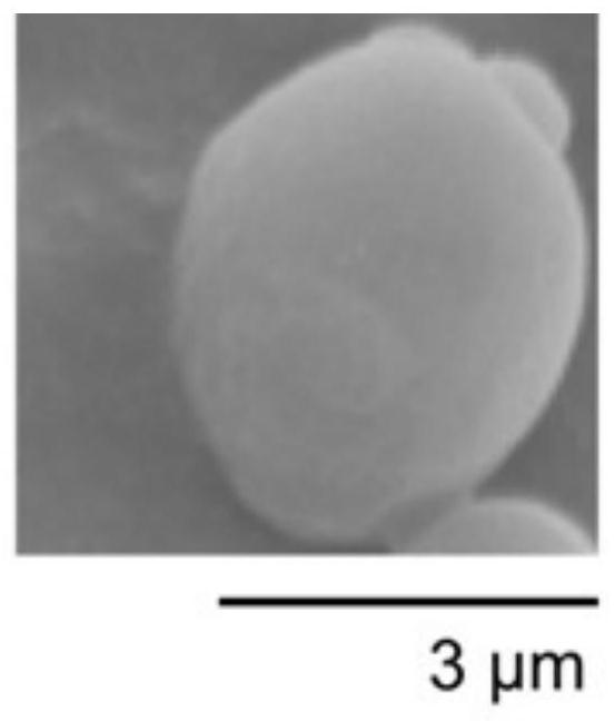 A kind of yeast living cell facial mask and its preparation method and application method