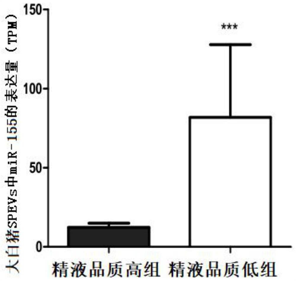 Application of mir-155 as a marker in the identification or auxiliary identification of animal semen quality