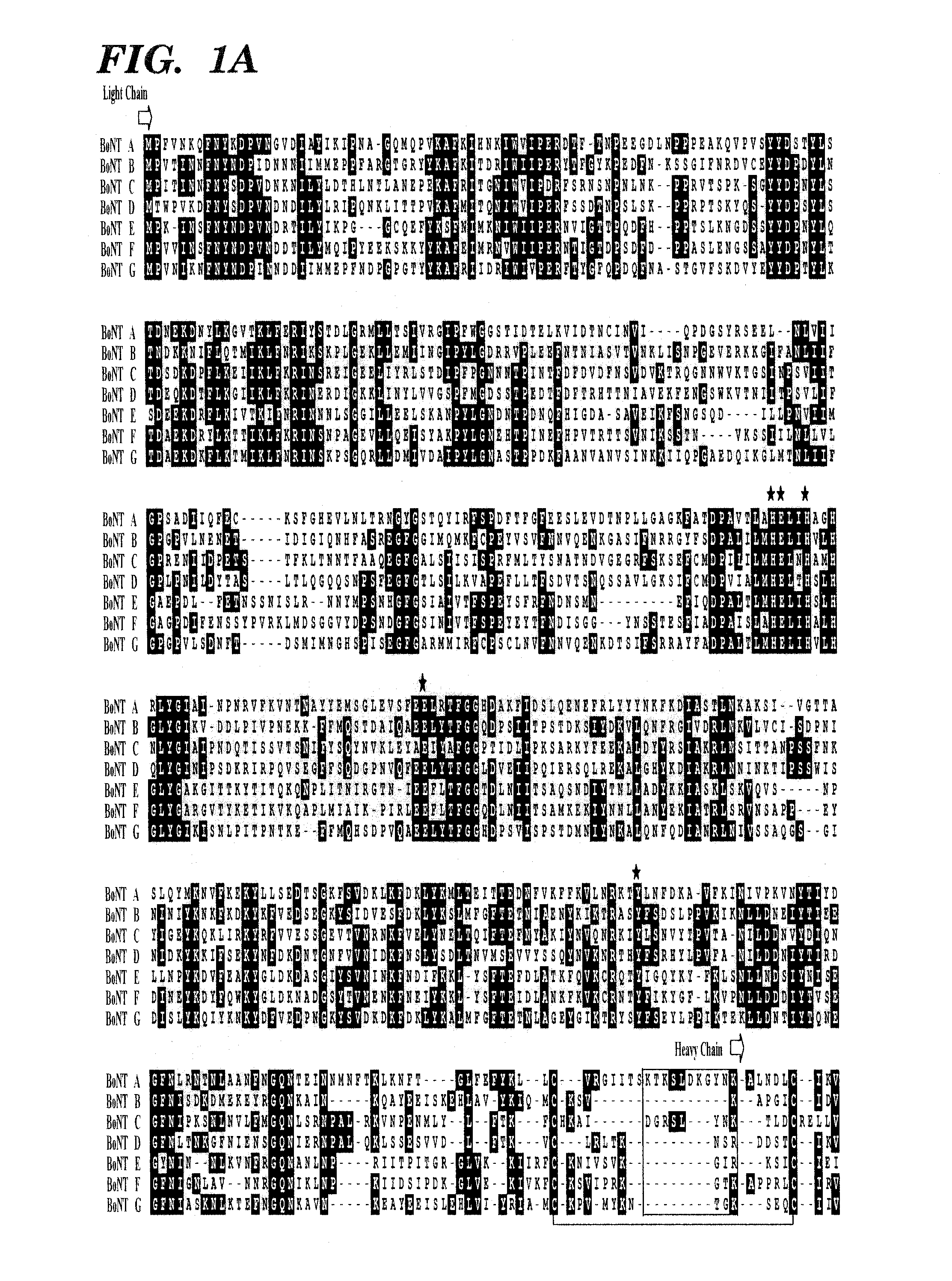 Genetically engineered clostridial genes, proteins encoded by the engineered genes, and uses thereof