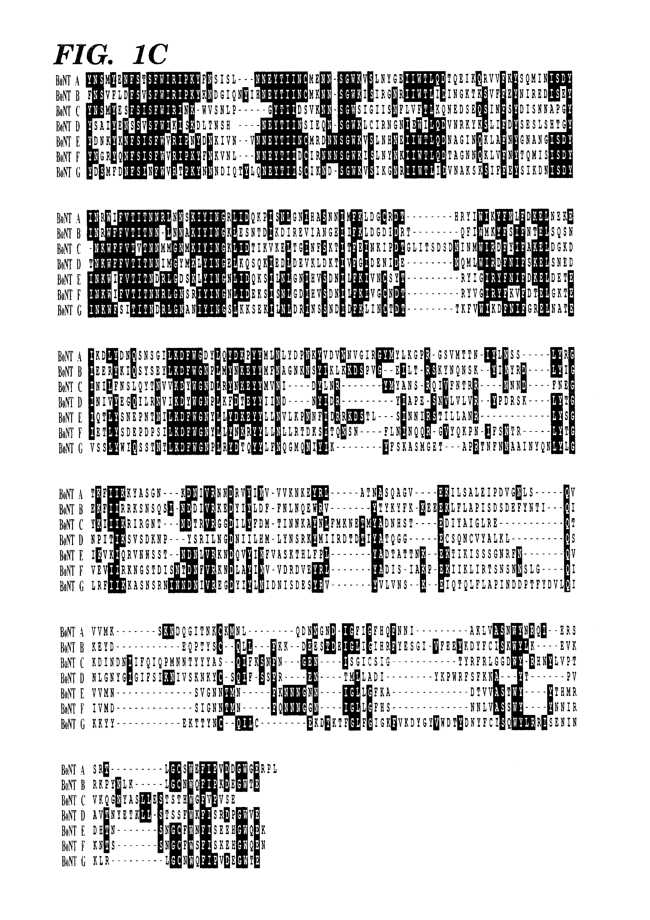 Genetically engineered clostridial genes, proteins encoded by the engineered genes, and uses thereof