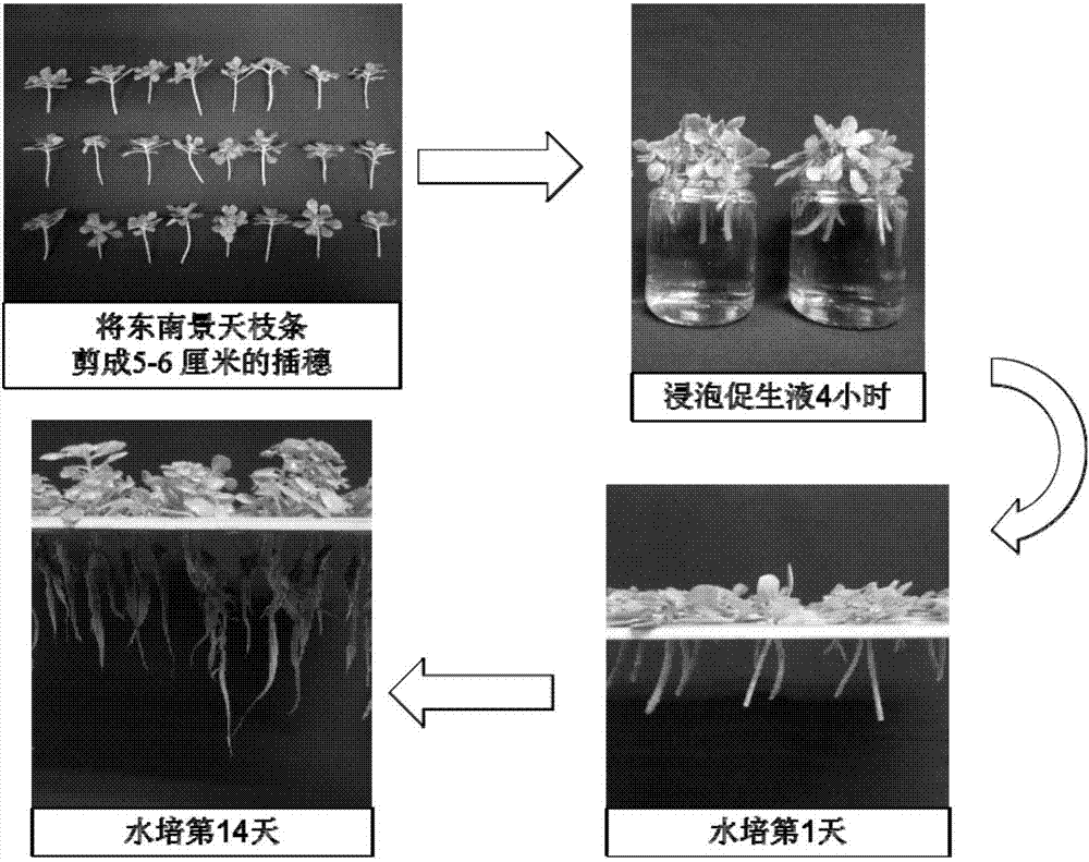 Hydroponic floating seedling method for sedum alfredii hance