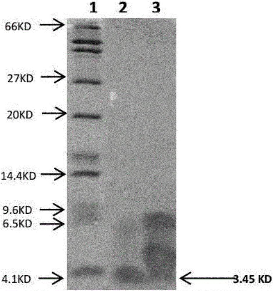 Method for expressing salmon calcitonin and special expression cassette for method
