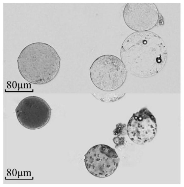 Preparation method of lily petal protoplast