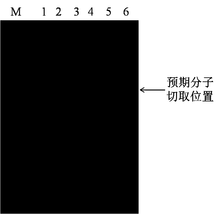 Method for constructing degradome sequencing library