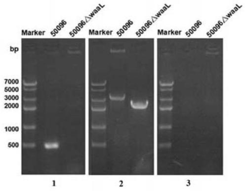 Biological preparation method and application of typhoid glycoprotein
