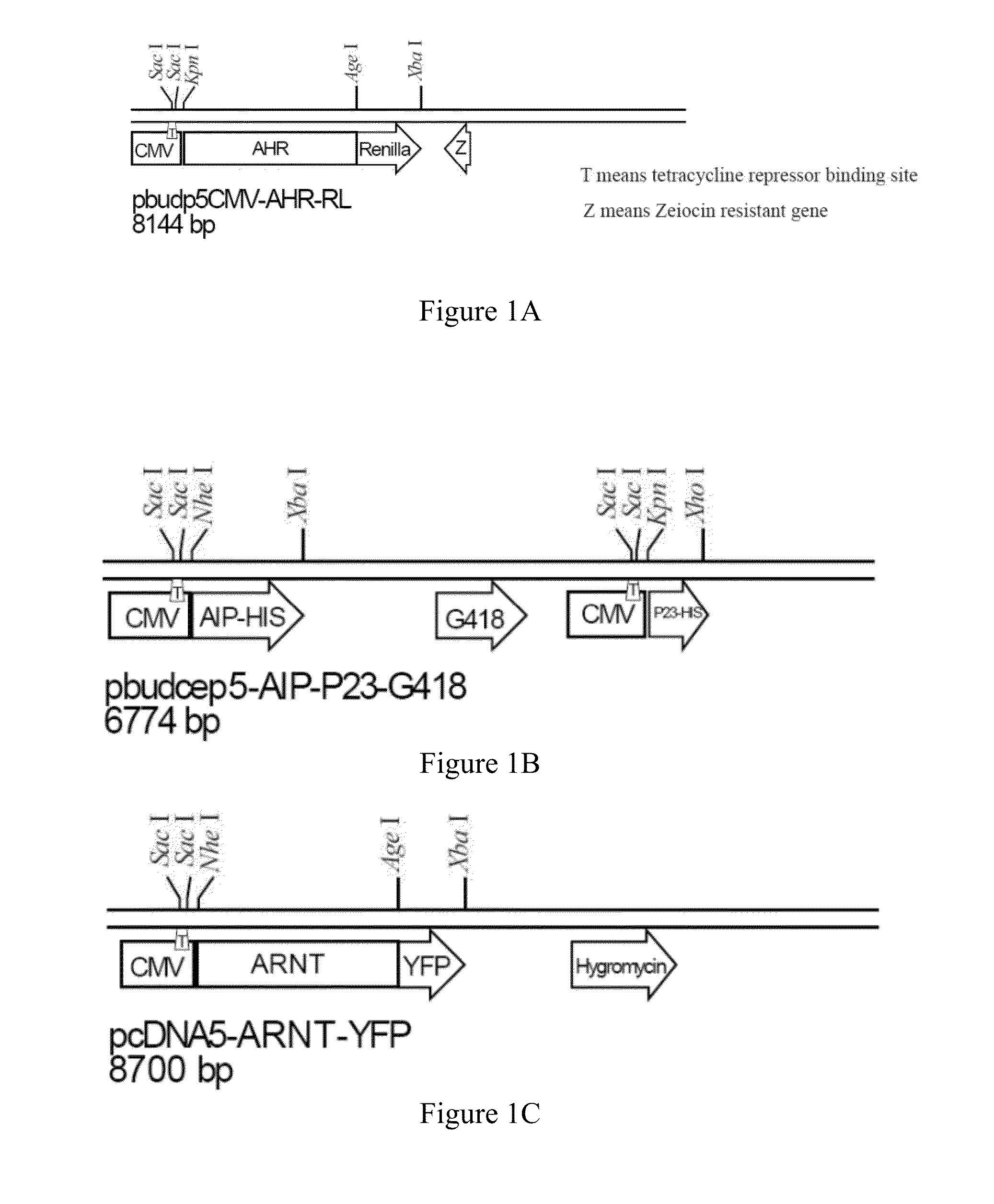Method and system of detecting dioxin-like compounds