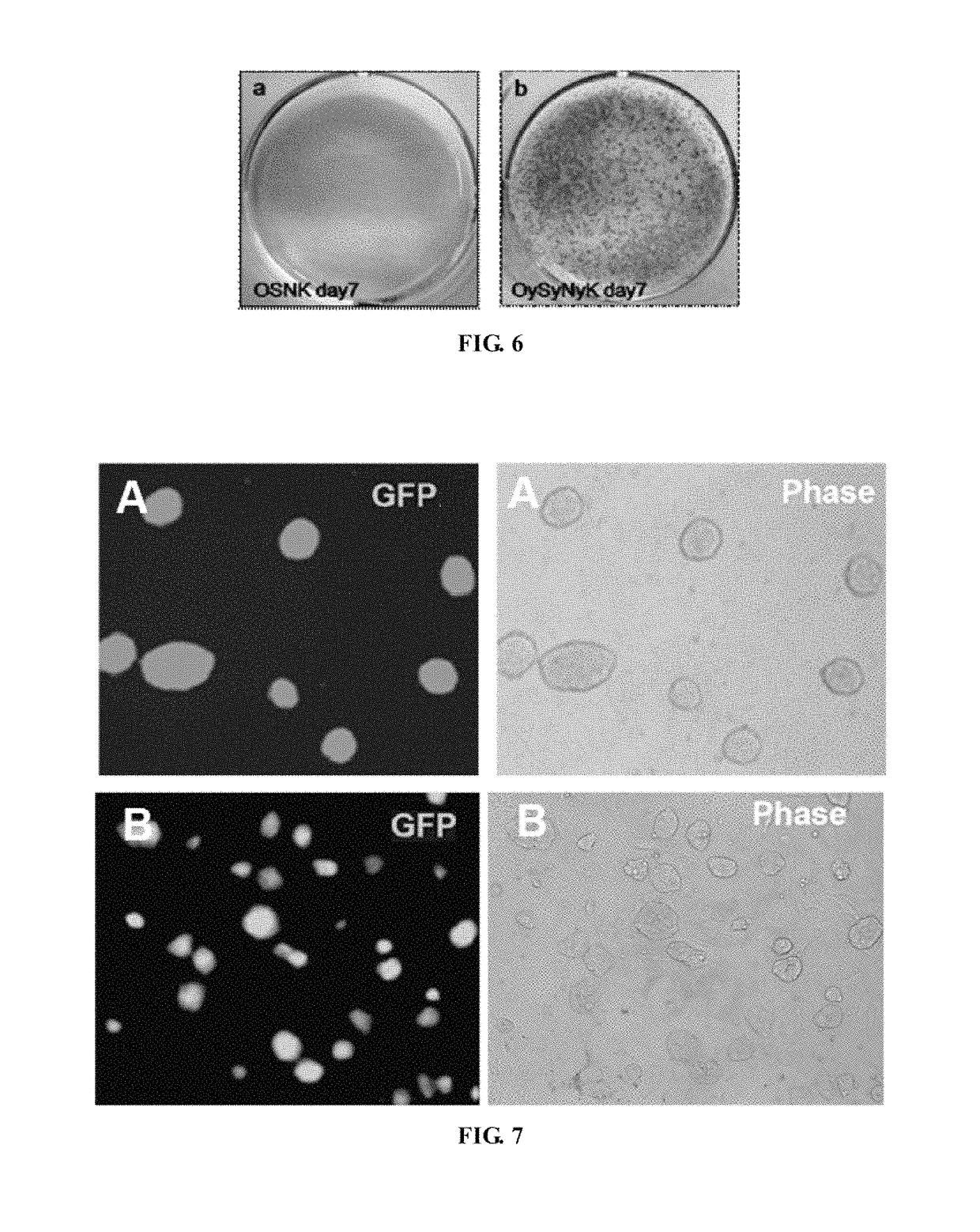 Fusion protein for inducing pluripotent stem cells and application method thereof