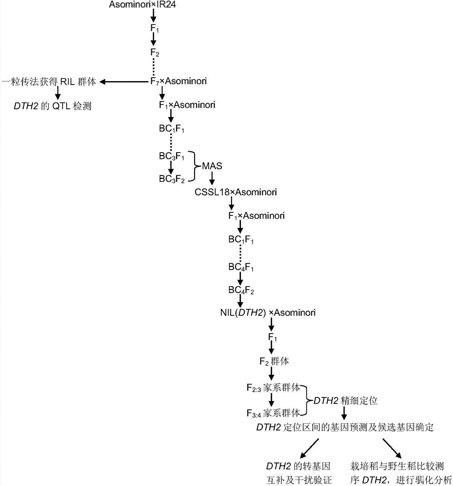 Group of genes DTH2 for controlling rice heading period and haplotype and application of genes DTH2