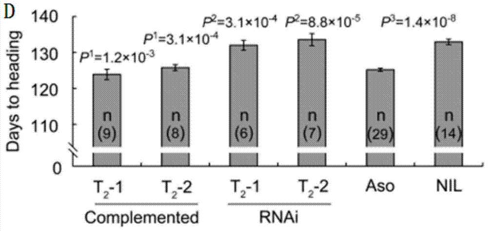 Group of genes DTH2 for controlling rice heading period and haplotype and application of genes DTH2