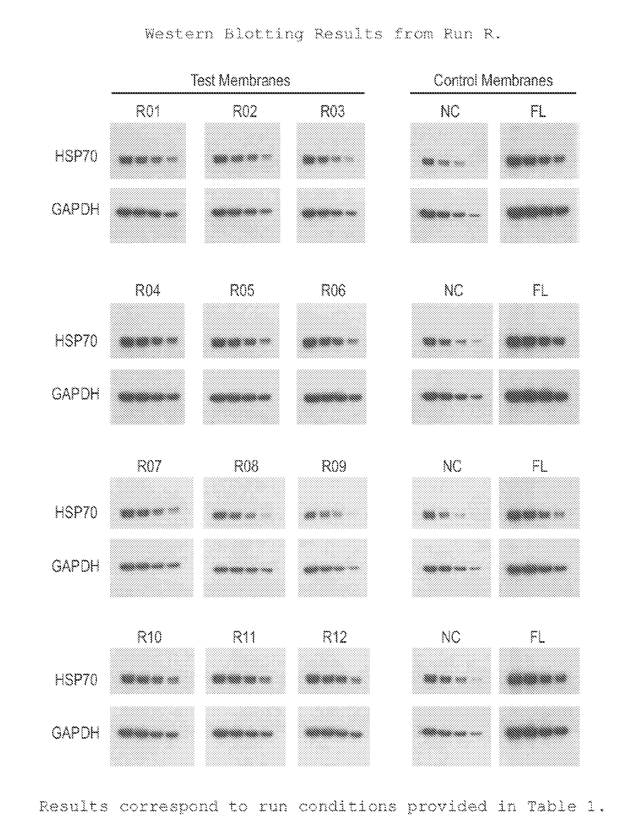 Hydrophilic, High Protein Binding, Low Fluorescence, Western Blotting Membrane