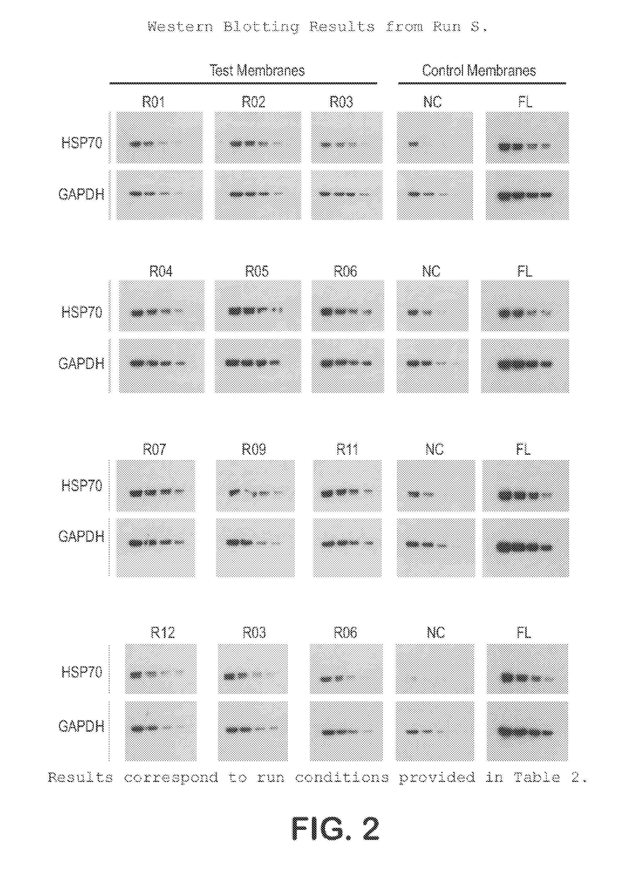 Hydrophilic, High Protein Binding, Low Fluorescence, Western Blotting Membrane