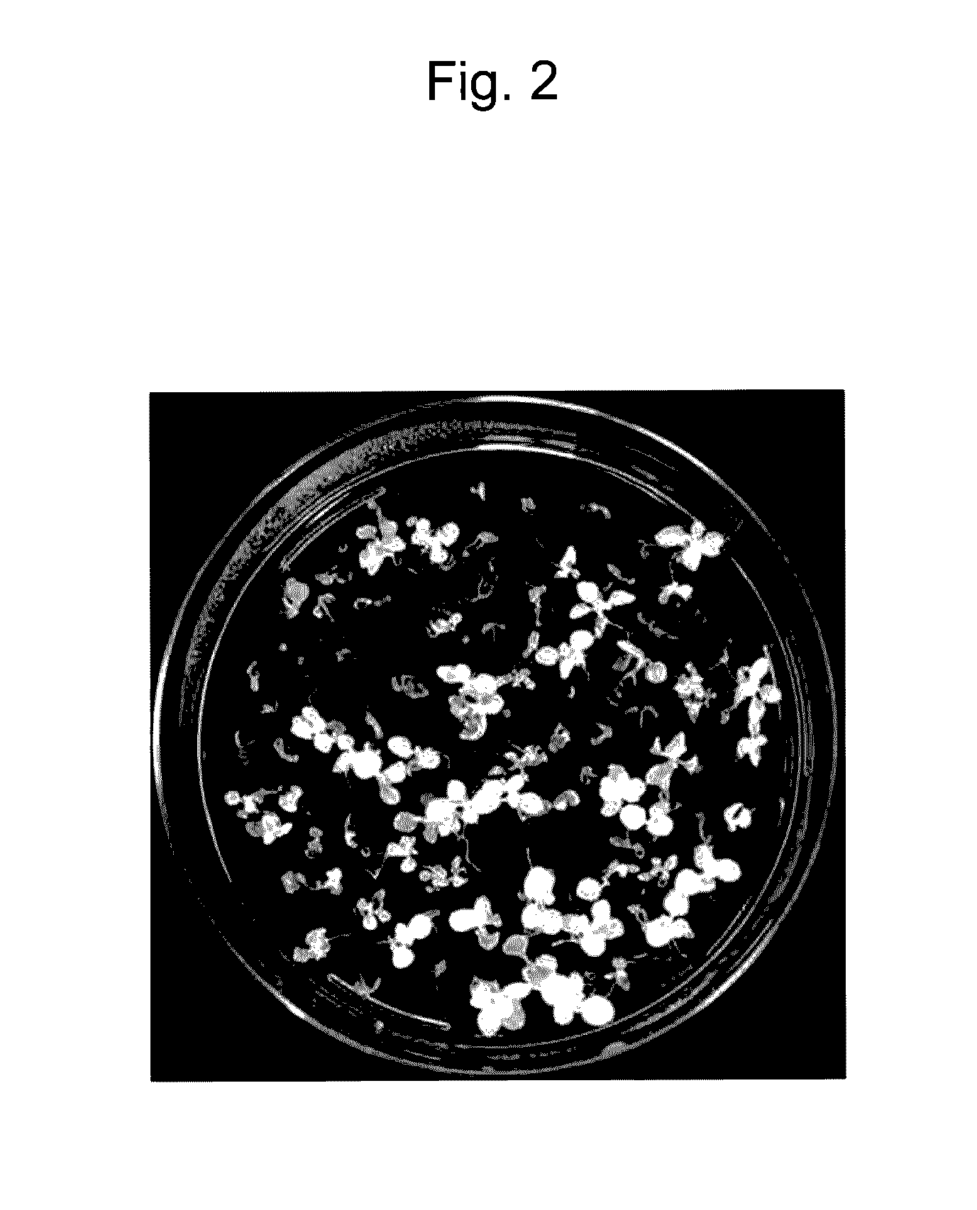 Plant transformation method