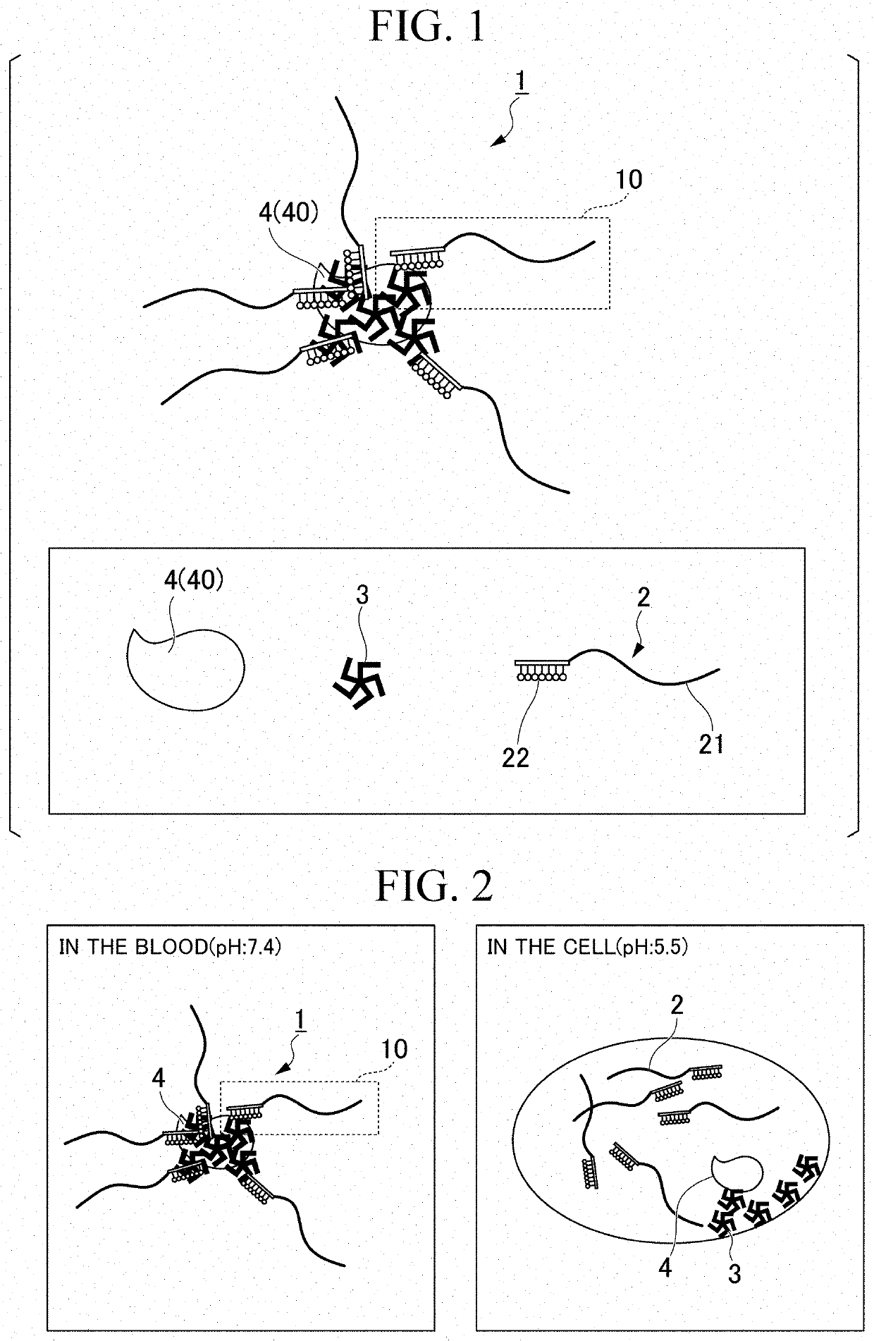 Complex, medicine, therapeutic agent for cancer, kit and conjugate