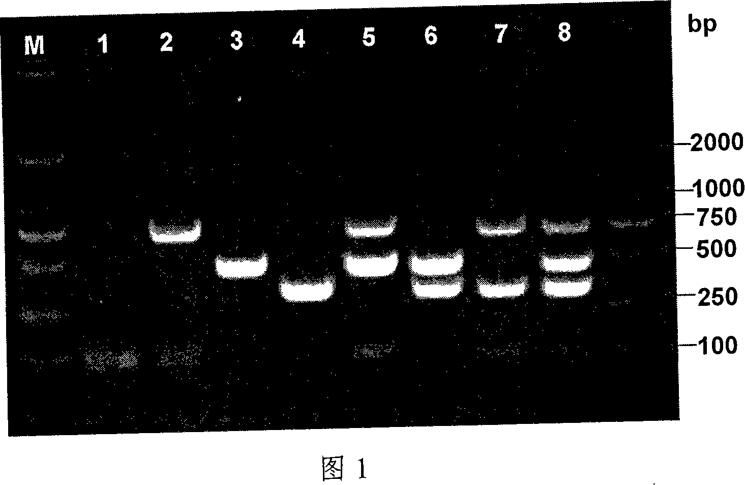 Salmonella, Listeria monocytogenes, bacillus coli multiple PCR rapid detection kit and uses thereof